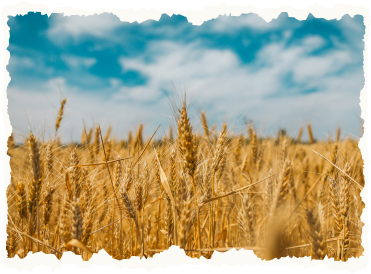 field-sky